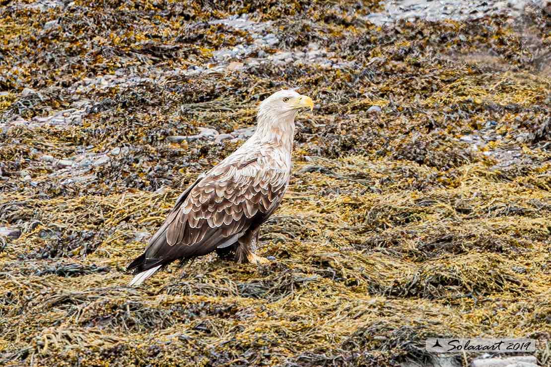 Haliaeetus albicilla  -  Aquila di mare  -  White-tailed eagle