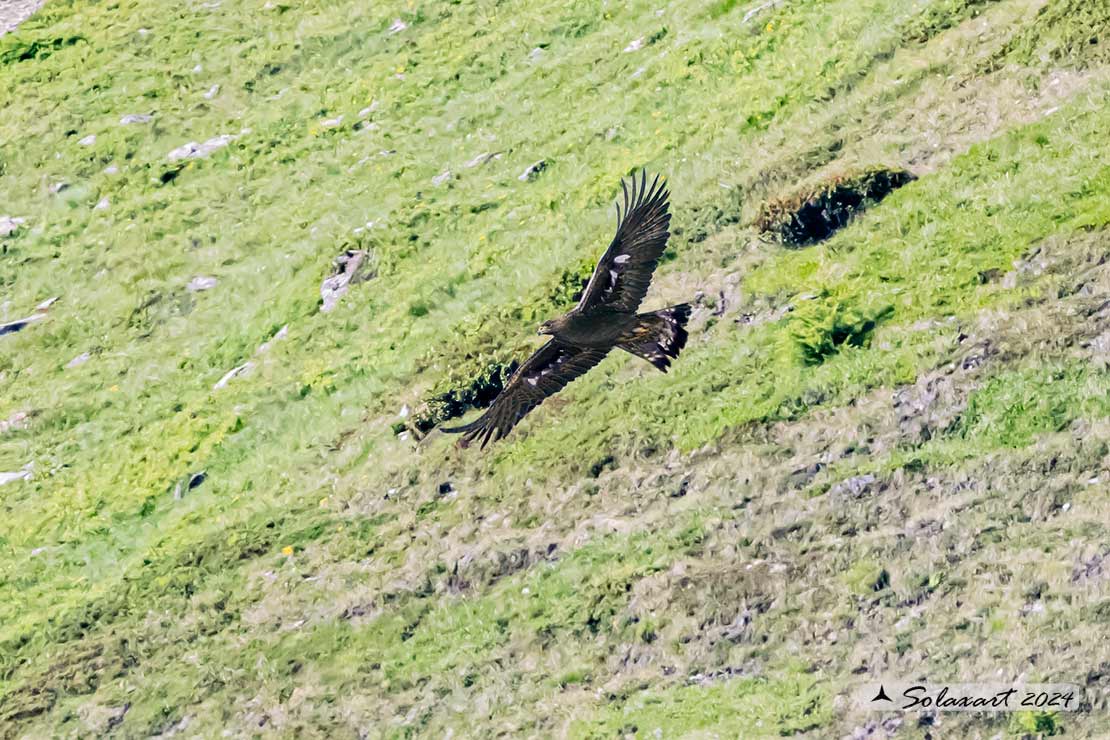 Aquila chrysaetos - Aquila reale - Golden eagle