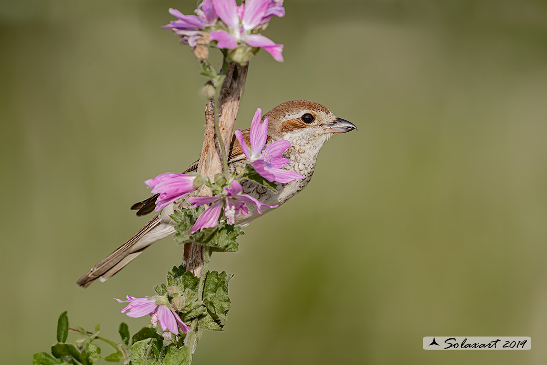 Lanius collurio: Averla piccola; Red-backed Shrike