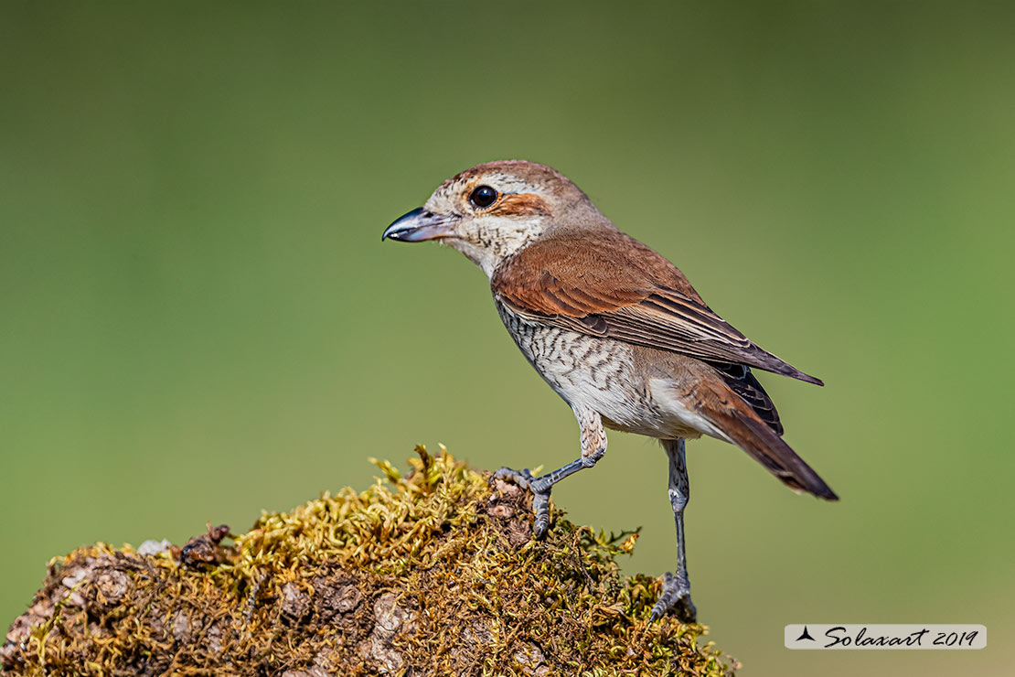 Lanius collurio: Averla piccola; Red-backed Shrike