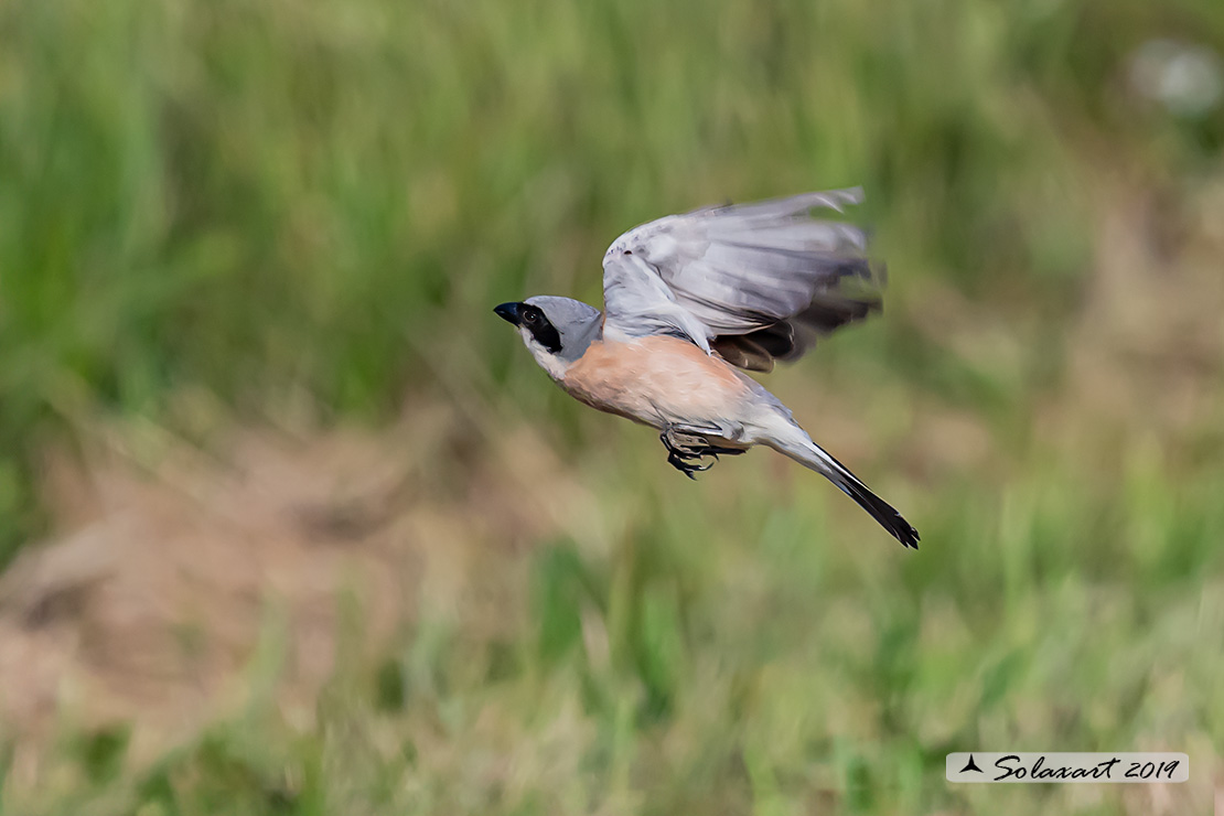 Lanius collurio: Averla piccola; Red-backed Shrike