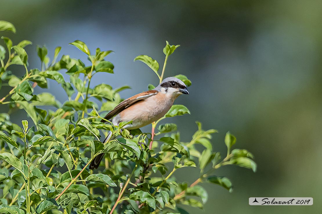 Lanius collurio: Averla piccola; Red-backed Shrike