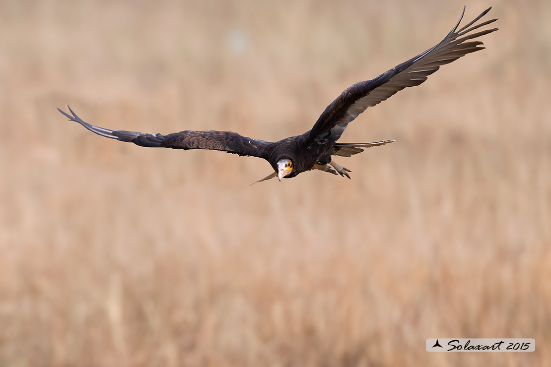 Cathartes aura:   Avvoltoio collorosso;  turkey vulture