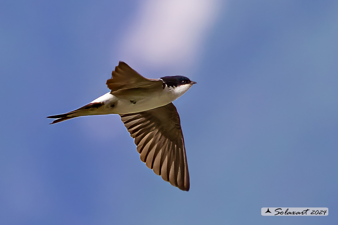 Delichon urbicum - Balestruccio - Northern House-Martin