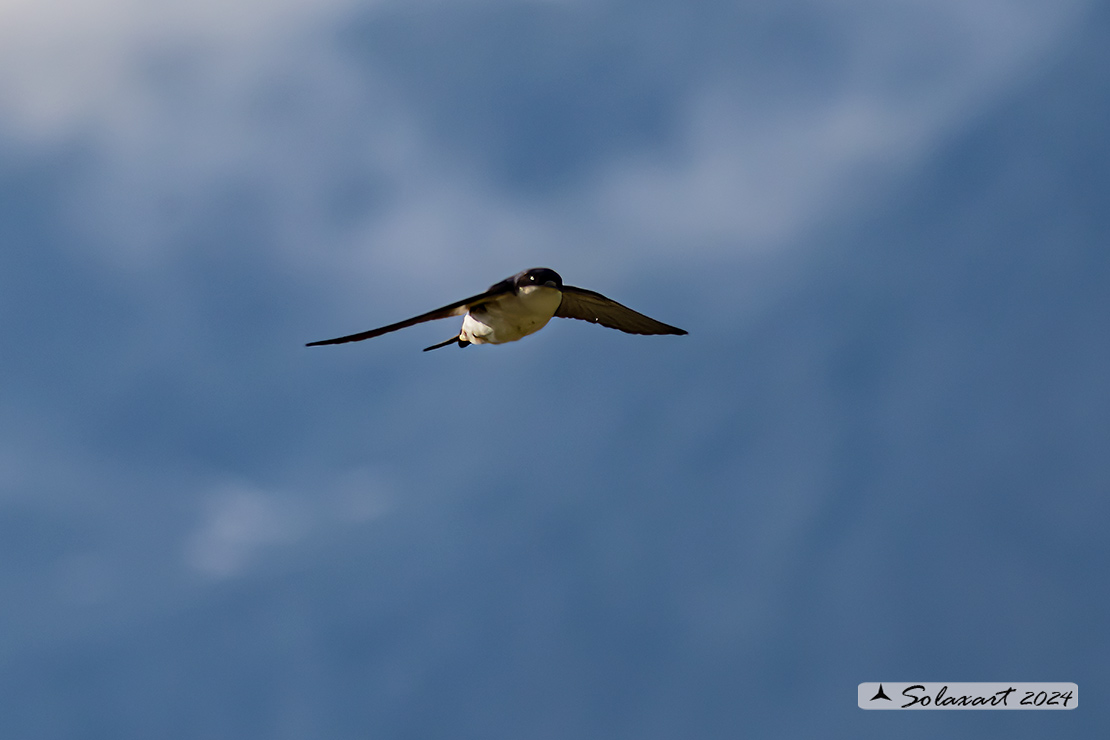 Delichon urbicum - Balestruccio - Northern House-Martin