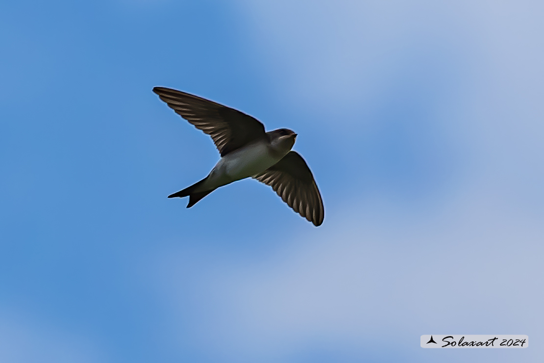 Delichon urbicum - Balestruccio - Northern House-Martin