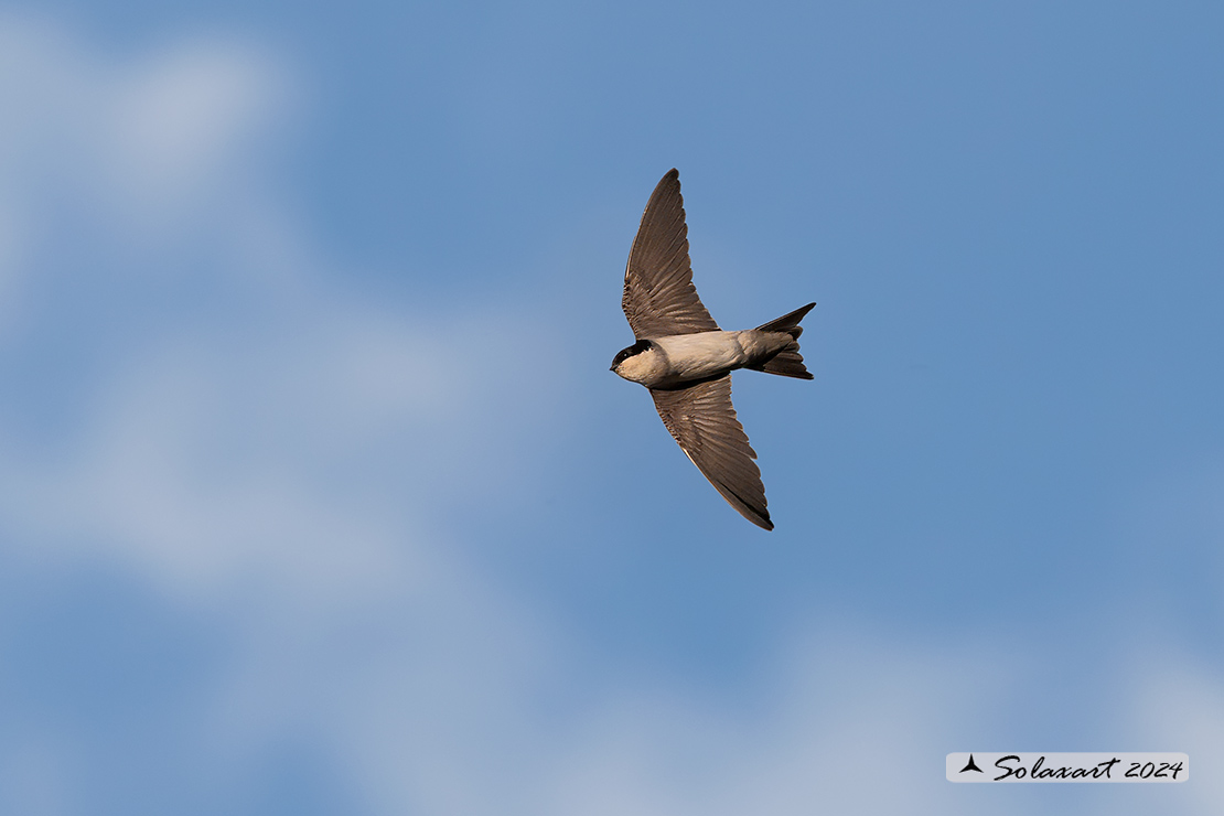 Delichon urbicum - Balestruccio - Northern House-Martin