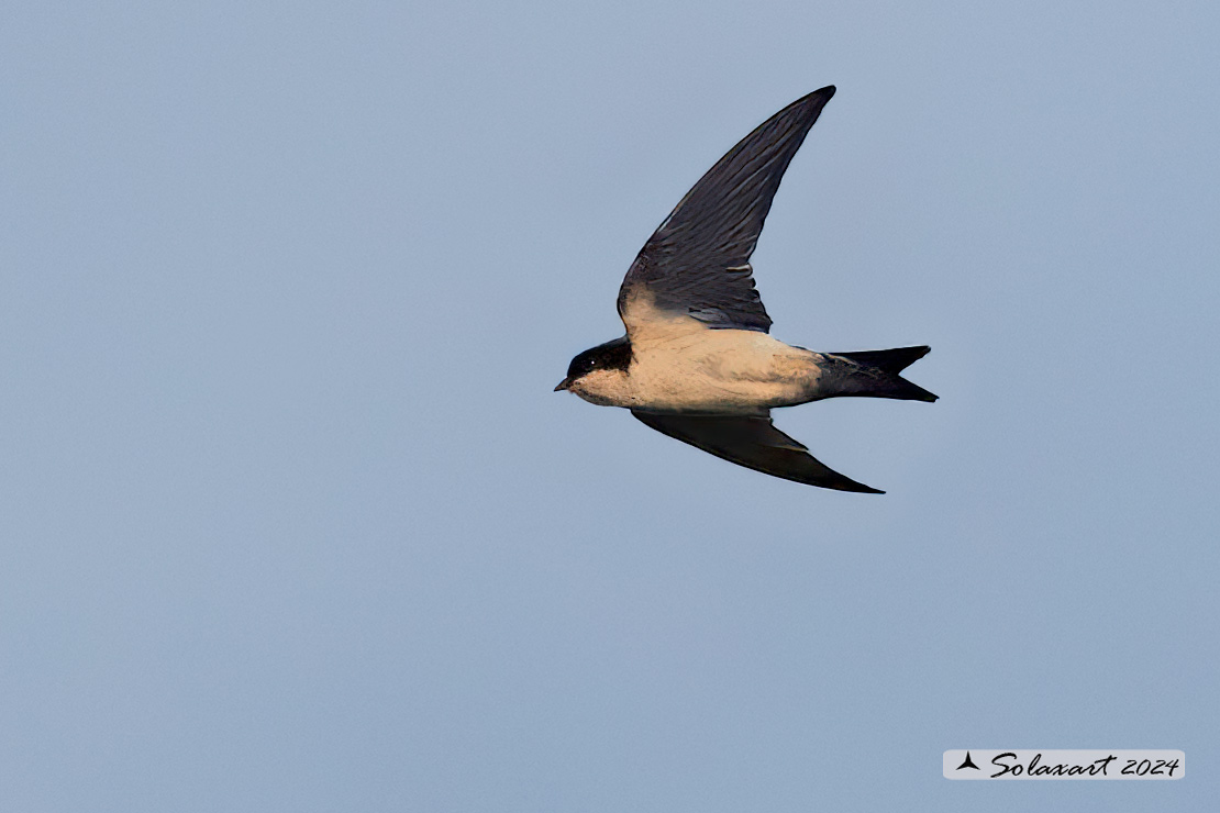 Delichon urbicum - Balestruccio - Northern House-Martin