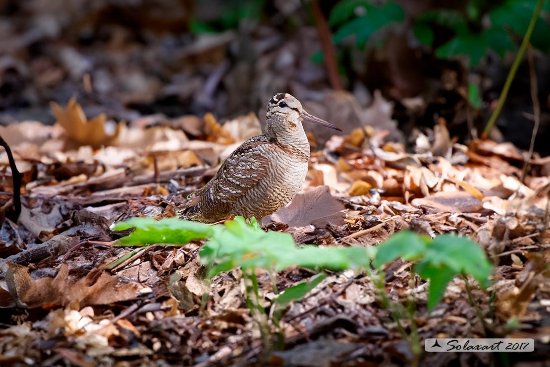 Scolopax rusticola: Beccaccia; Eurasian Woodcock