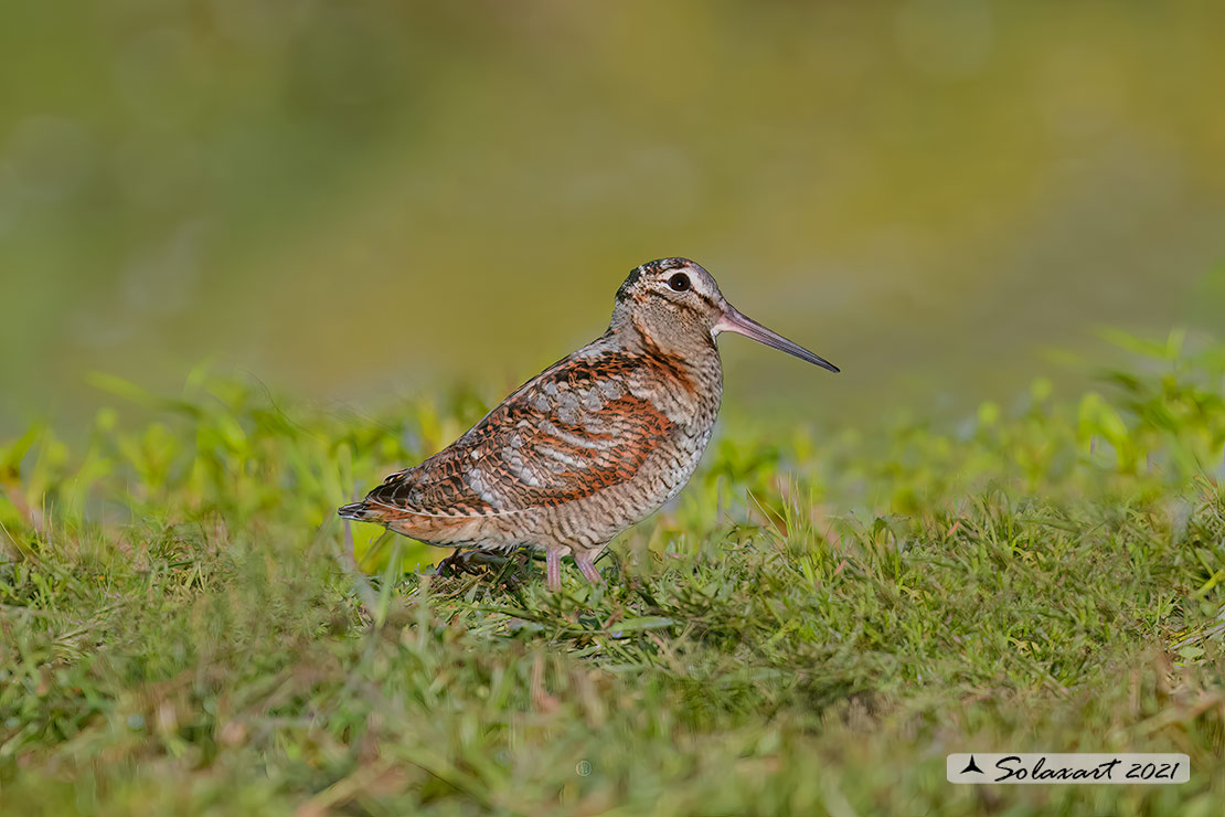 Scolopax rusticola: Beccaccia; Eurasian Woodcock