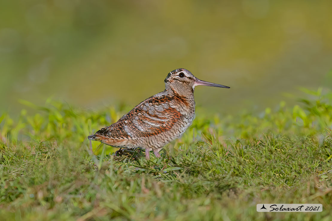 Scolopax rusticola: Beccaccia; Eurasian Woodcock