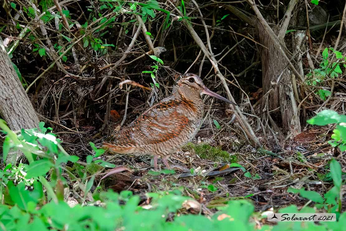 Scolopax rusticola: Beccaccia; Eurasian Woodcock