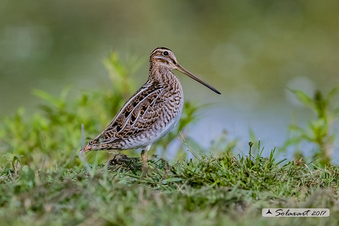 Gallinago gallinago:   Beccaccino  -  Common snipe