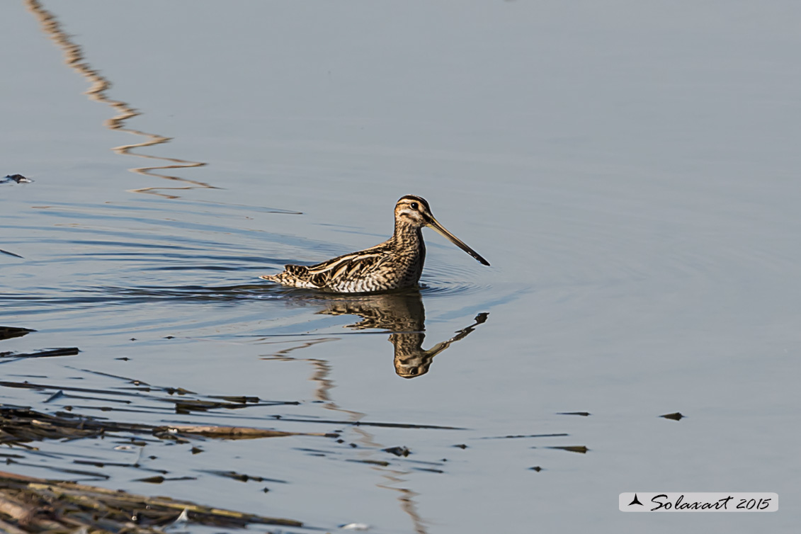 Gallinago gallinago:   Beccaccino  -  Common snipe