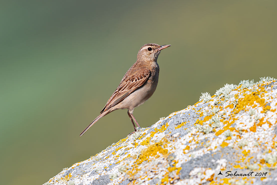 Anthus campestris; Calandro; Tawny pipit