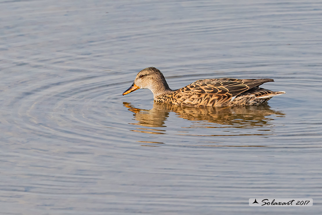 Anas strepera :   Canapiglia (femmina) ;  Gadwall (female)