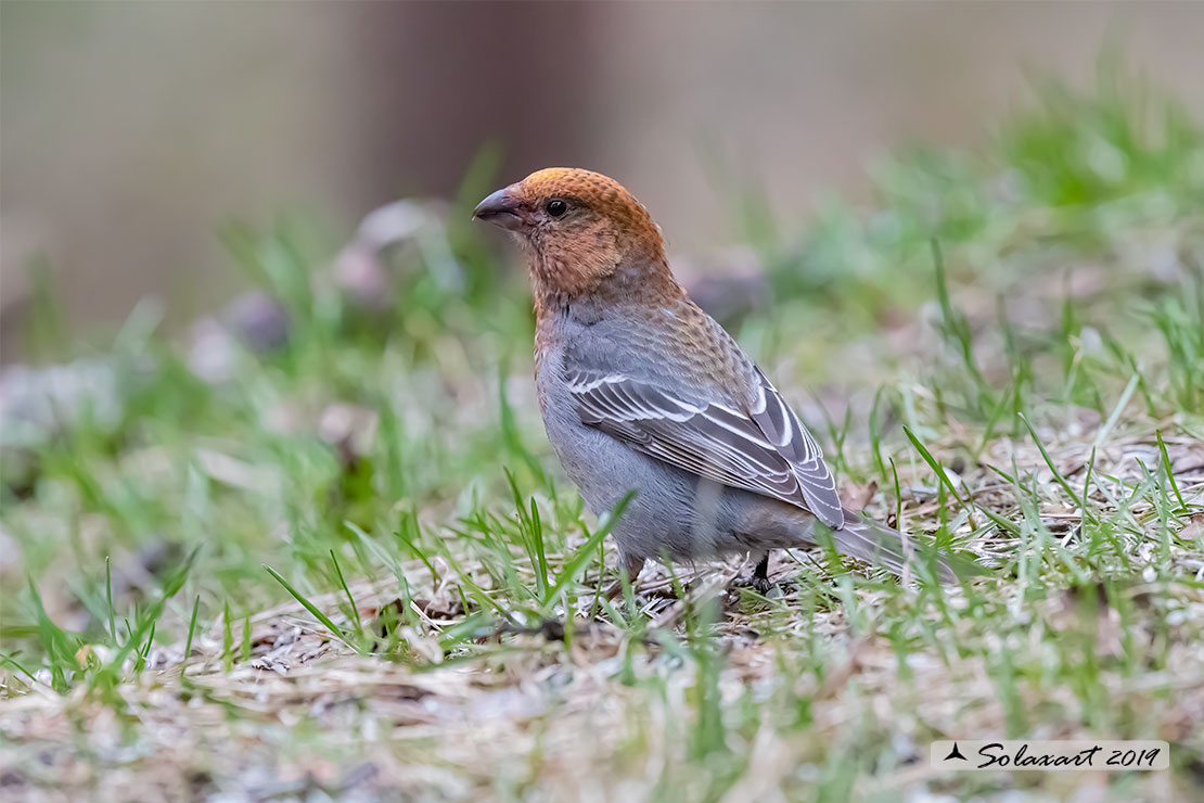 Pinicola enucleator - Ciuffolotto delle pinete - Pine grosbeak