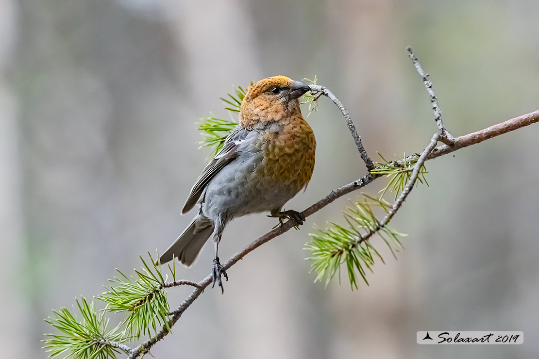 Pinicola enucleator - Ciuffolotto delle pinete - Pine grosbeak