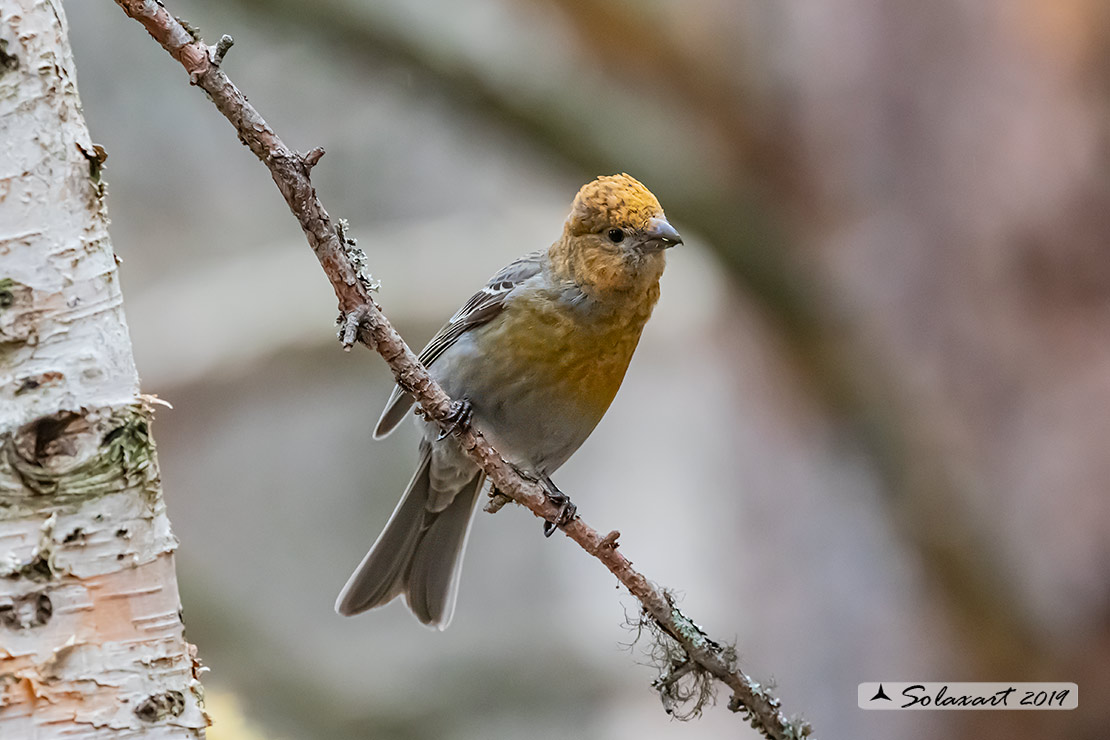 Pinicola enucleator - Ciuffolotto delle pinete - Pine grosbeak