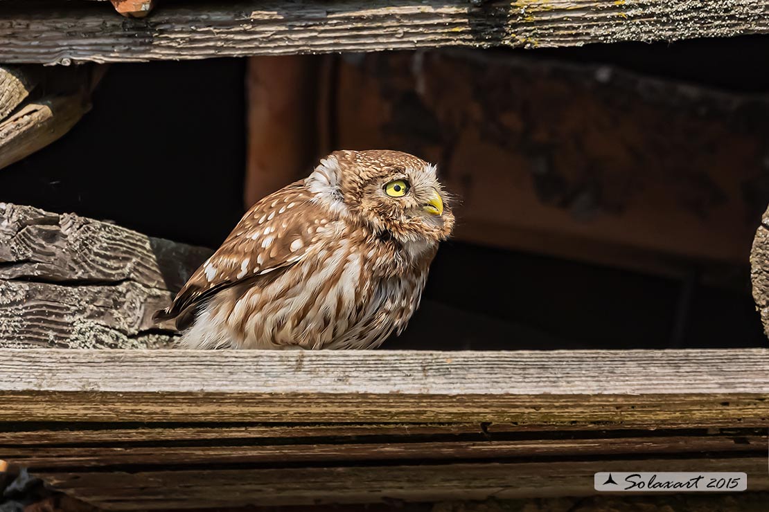 Athene noctua: Civetta - Little Owl