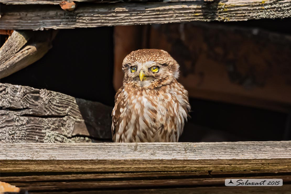 Athene noctua: Civetta - Little Owl