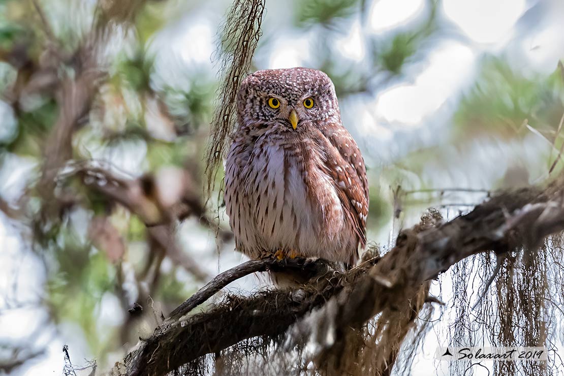 Glaucidium passerinum - Civetta nana - Eurasian pygmy Owl 