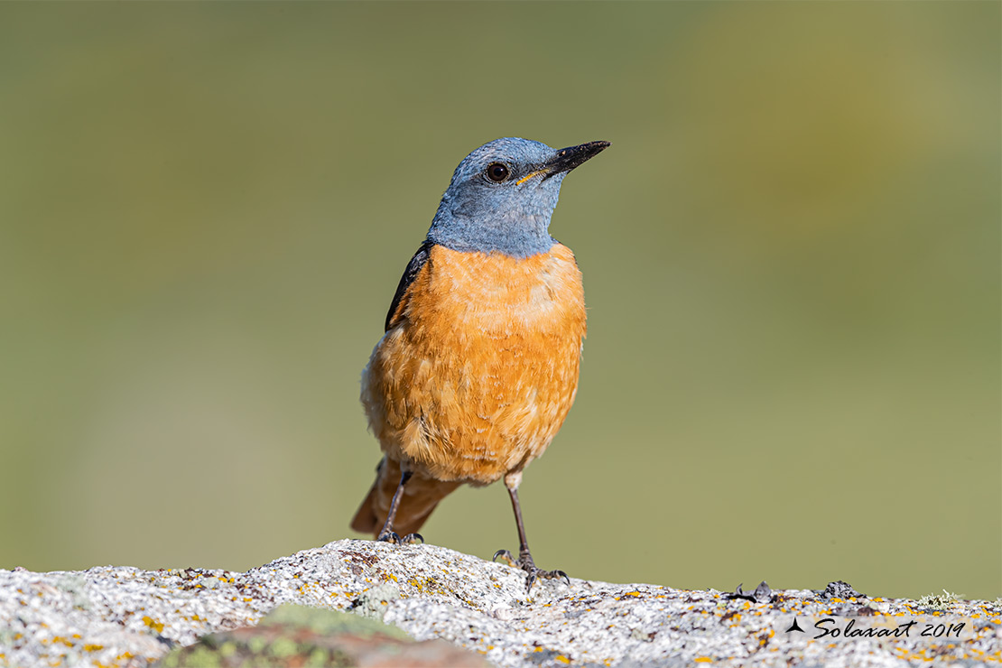 Monticola saxatilis - Codirossone - Common rock thrush