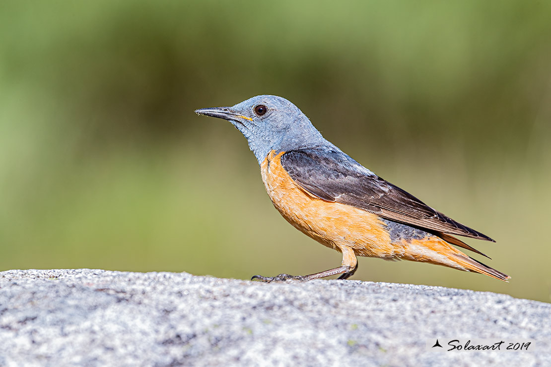 Monticola saxatilis - Codirossone - Common rock thrush