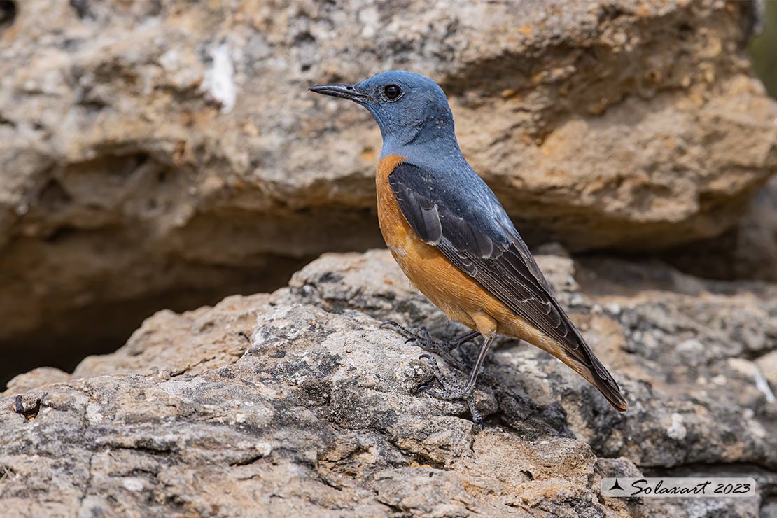 Monticola saxatilis - Codirossone - Common rock thrush