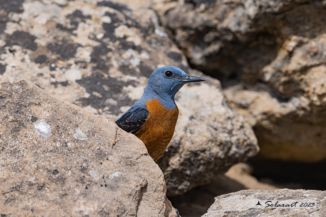 Monticola saxatilis - Codirossone - Common rock thrush