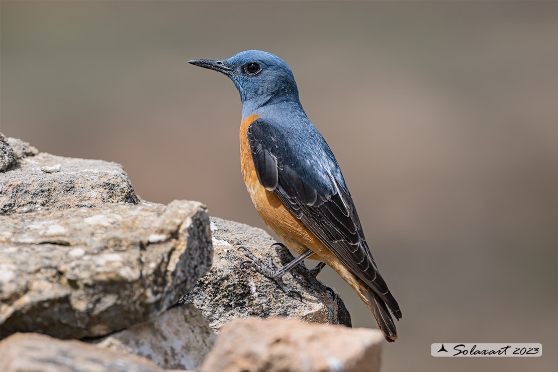 Monticola saxatilis - Codirossone - Common rock thrush