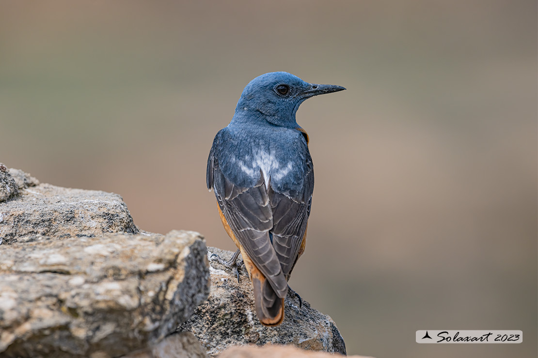 Monticola saxatilis - Codirossone - Common rock thrush