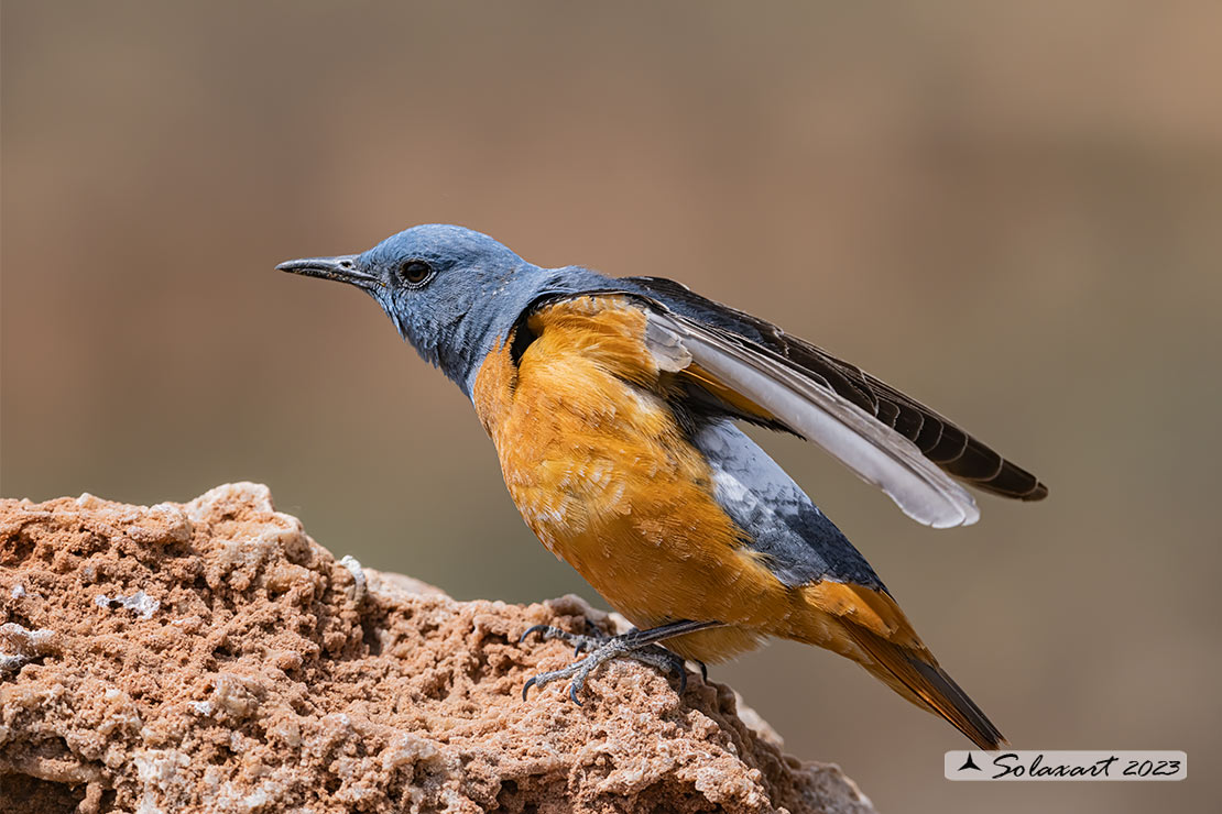 Monticola saxatilis - Codirossone - Common rock thrush