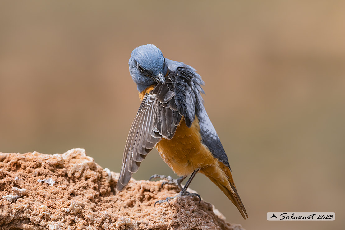 Monticola saxatilis - Codirossone - Common rock thrush