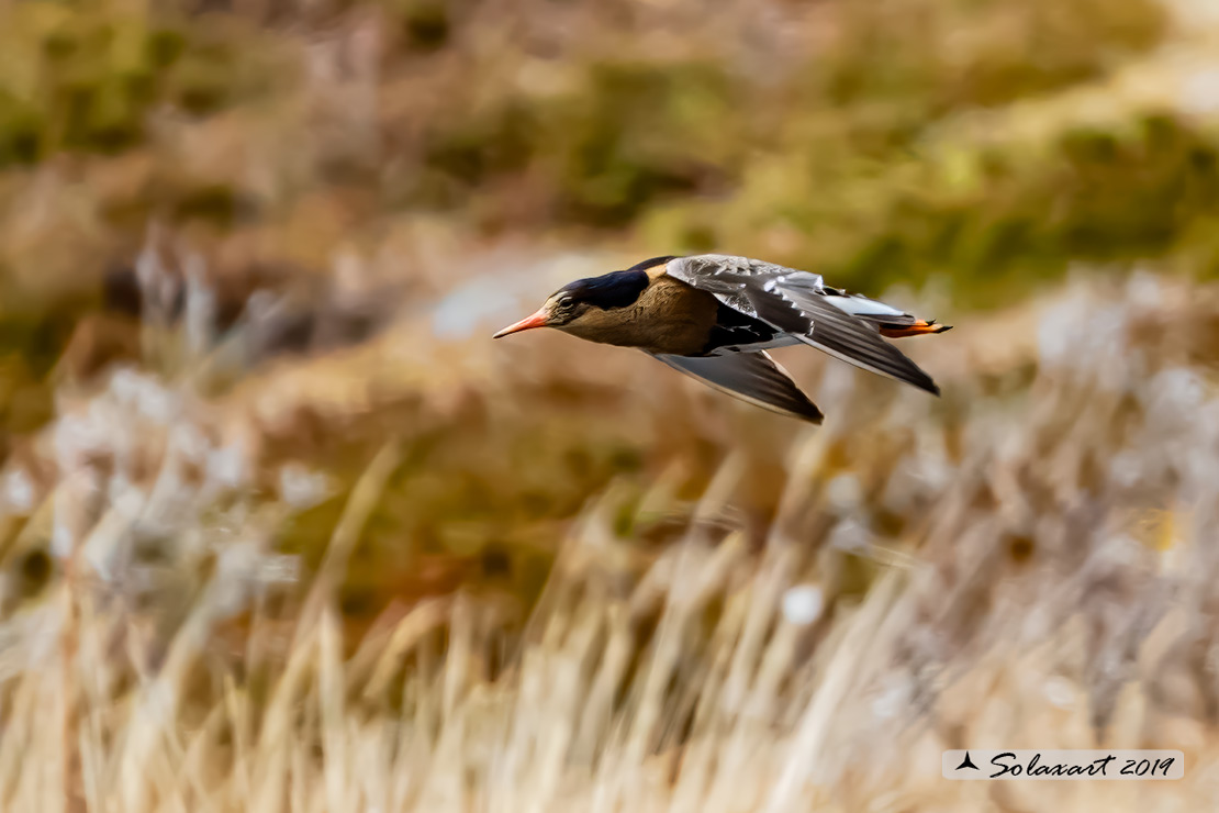 Calidris pugnax: Combattente; Ruff