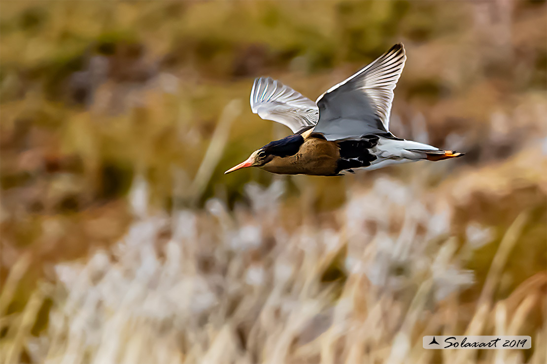 Calidris pugnax: Combattente; Ruff