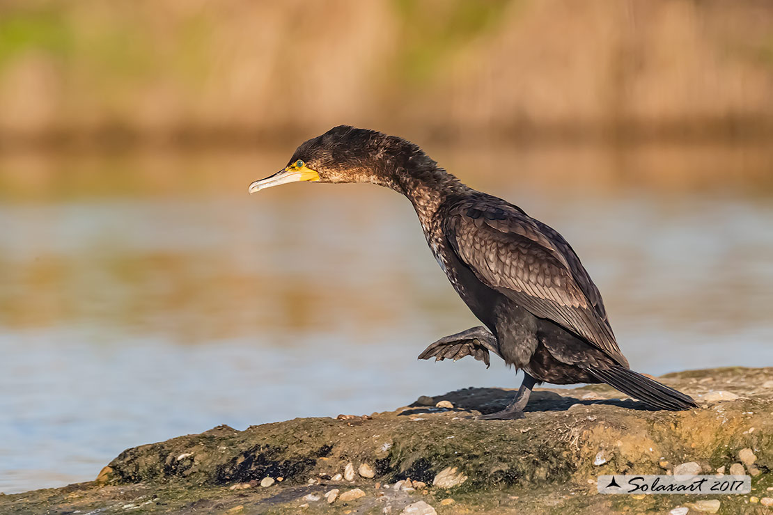 Phalacrocorax carbo - Cormorano - Great Cormorant