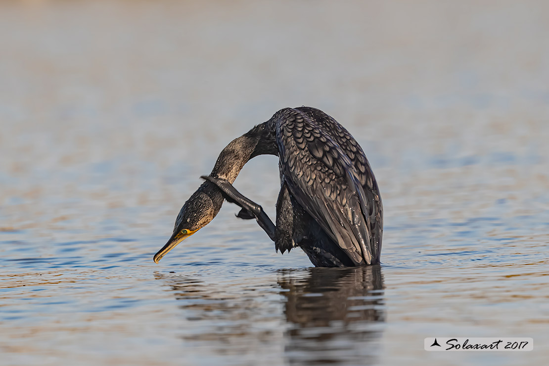 Phalacrocorax carbo - Cormorano - Great Cormorant