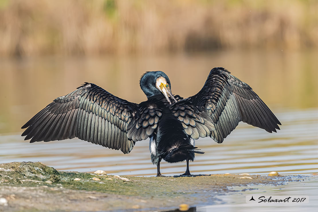 Phalacrocorax carbo - Cormorano - Great Cormorant