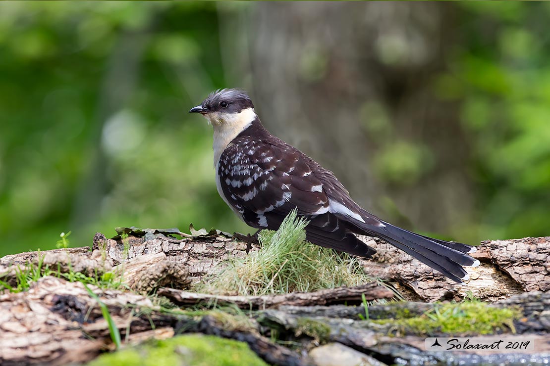 Clamator glandarius - Cuculo dal ciuffo - Great spotted cuckoo