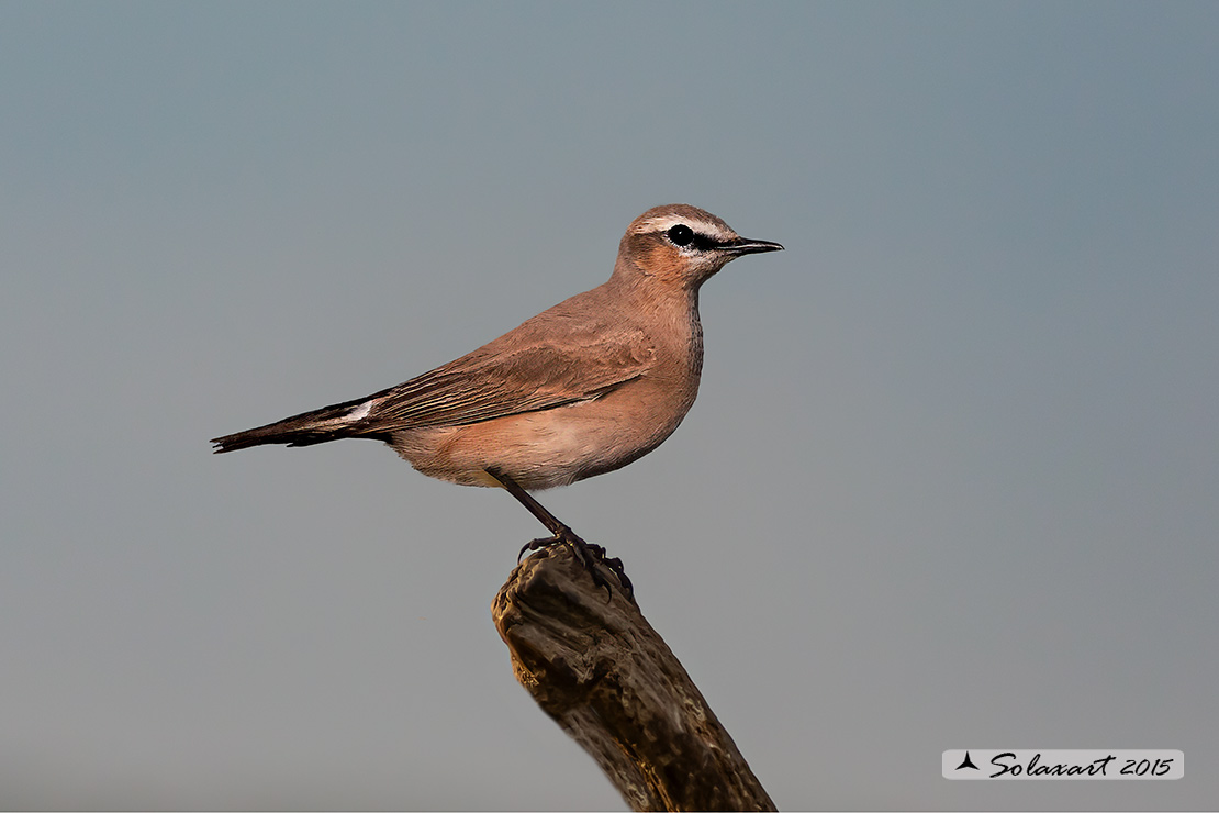 Oenanthe isabellina: Culbianco isabellino; Isabelline wheatear