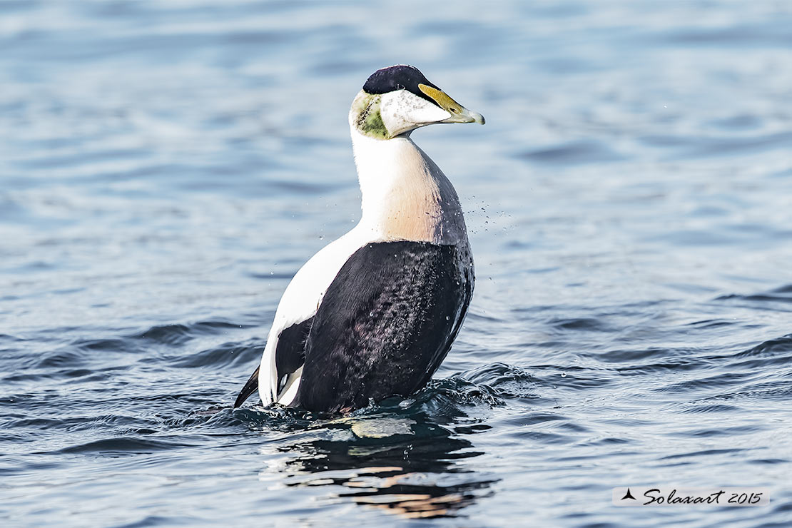 Somateria mollissima: Edredone (maschio); Common eider (male)