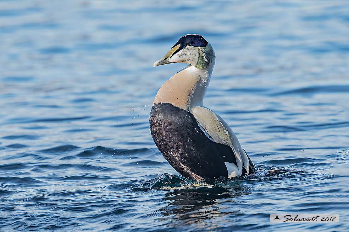 Somateria mollissima: Edredone (maschio); Common eider (male)