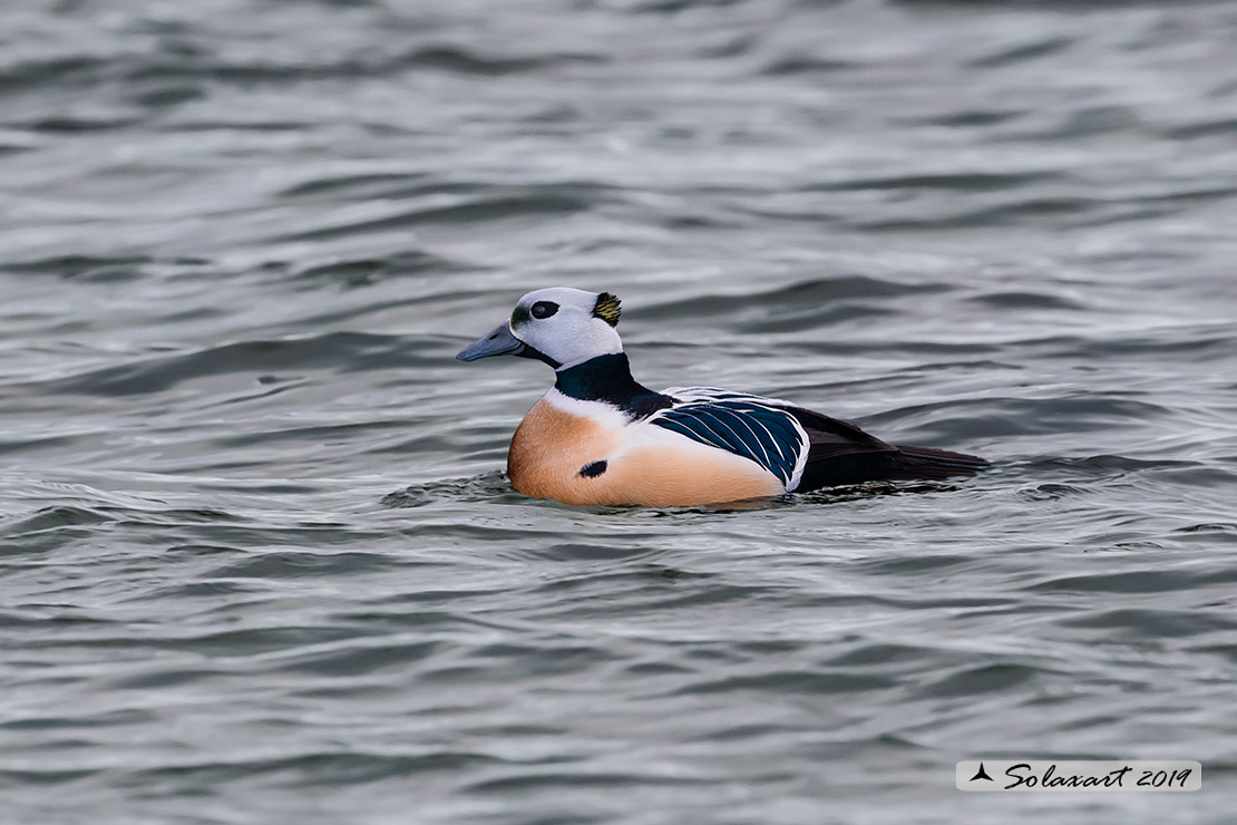 Polysticta stelleri : Edredone di Steller; Steller's eider