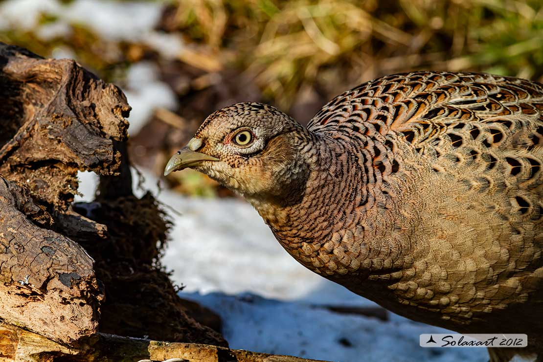 Phasianus colchicus: Fagiano ; Pheasant