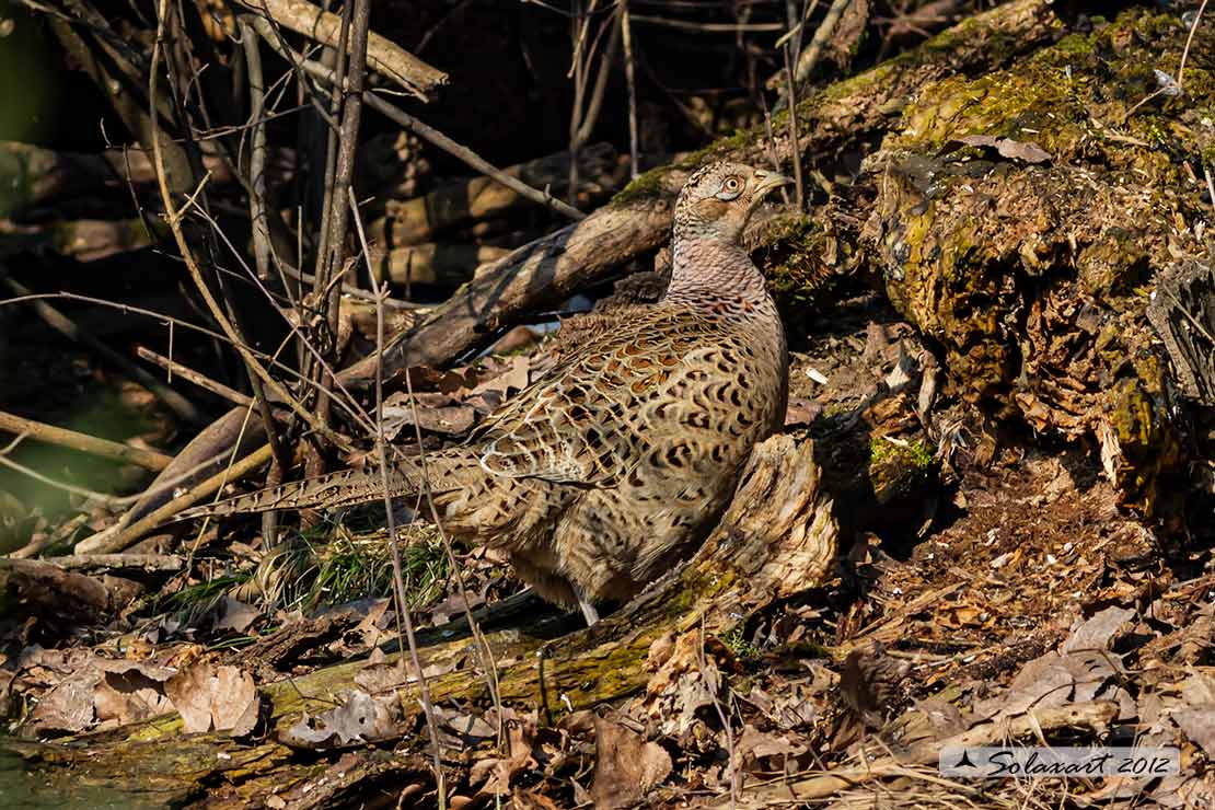 Phasianus colchicus: Fagiano ; Pheasant