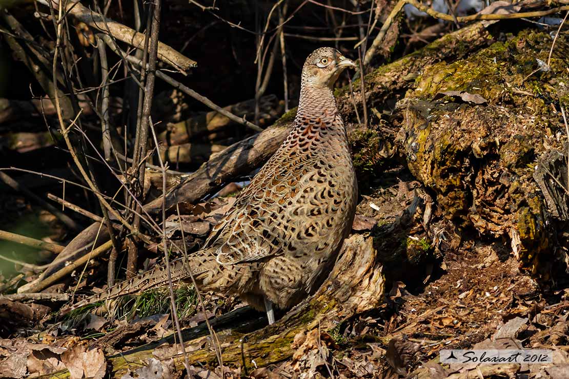 Phasianus colchicus: Fagiano ; Pheasant