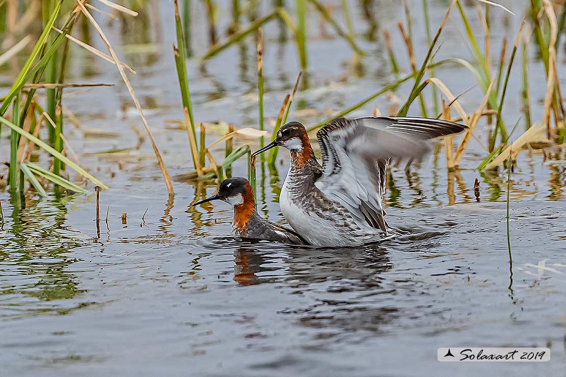 Phalaropus lobatus - Falaropo beccosottile - Red-necked phalarope