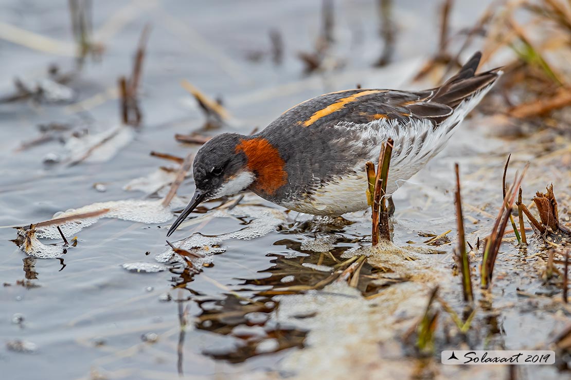 Phalaropus lobatus - Falaropo beccosottile - Red-necked phalarope