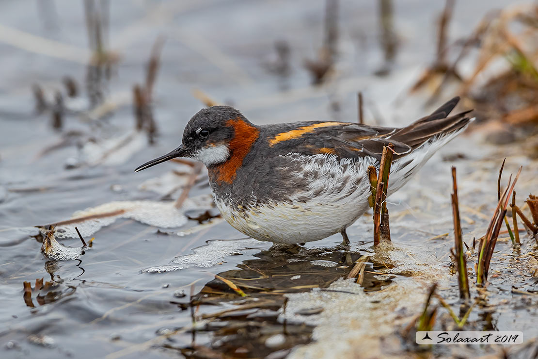 Phalaropus lobatus - Falaropo beccosottile - Red-necked phalarope